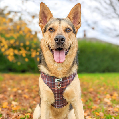 Paddington Plaid - Adjustable Harness