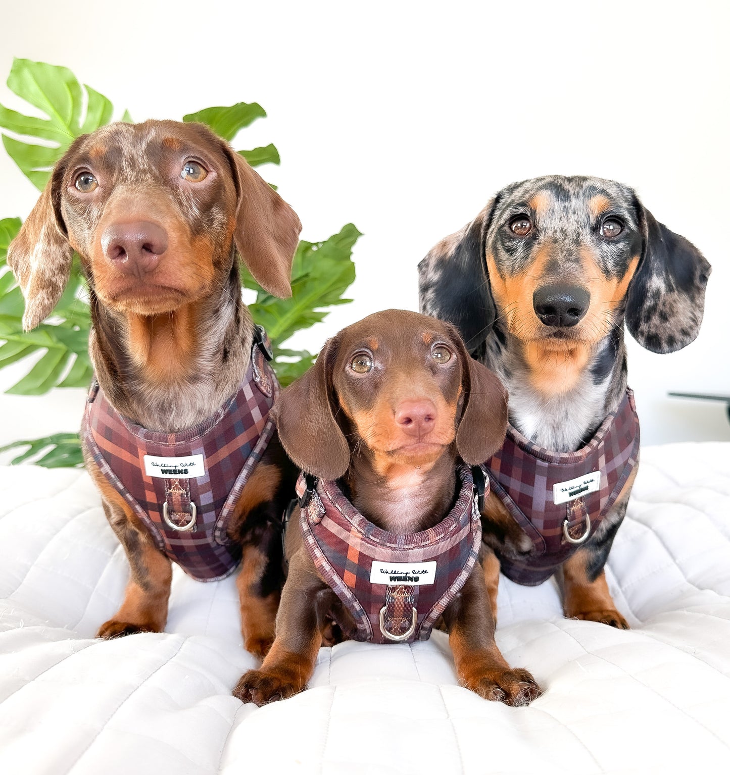 Paddington Plaid - Adjustable Harness