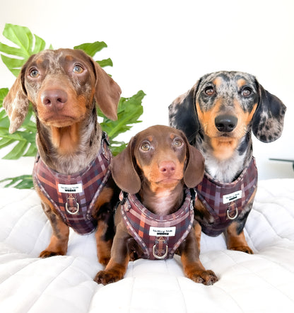Paddington Plaid - Adjustable Harness