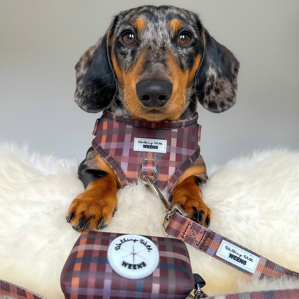 Paddington Plaid - Adjustable Harness