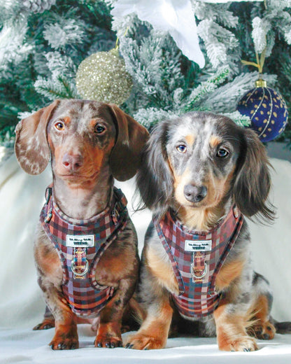 Paddington Plaid - Adjustable Harness