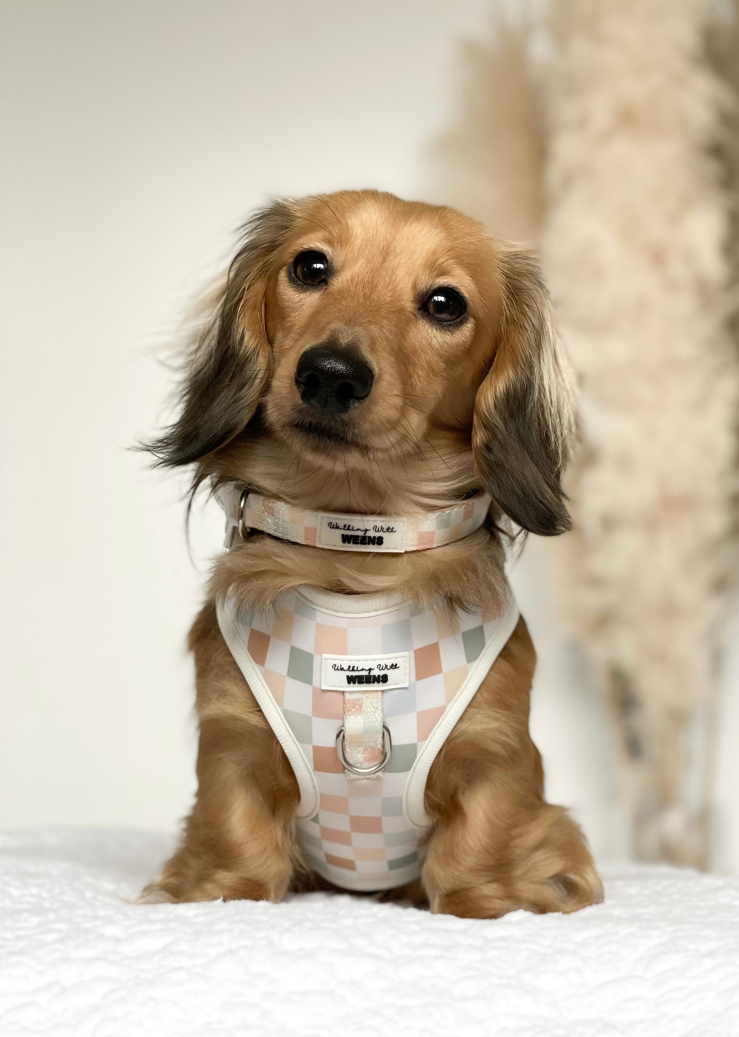 Pawfit In Check - Adjustable Harness