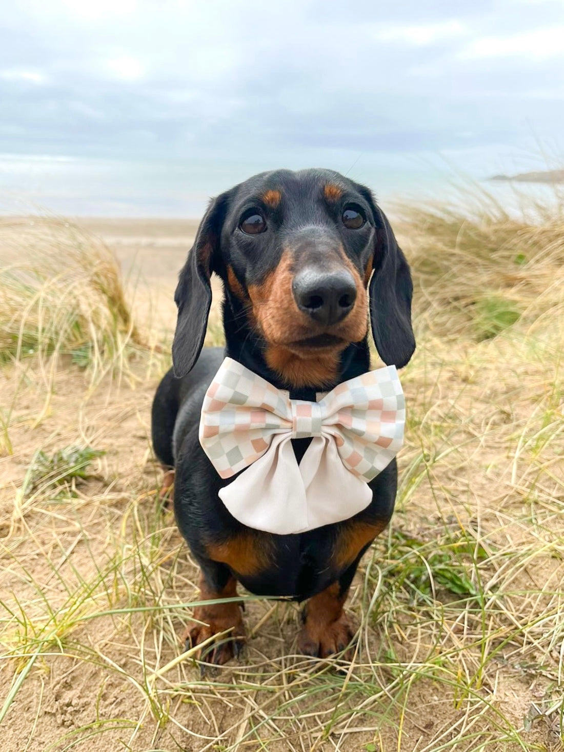 Pawfit In Check - Sailor Bow