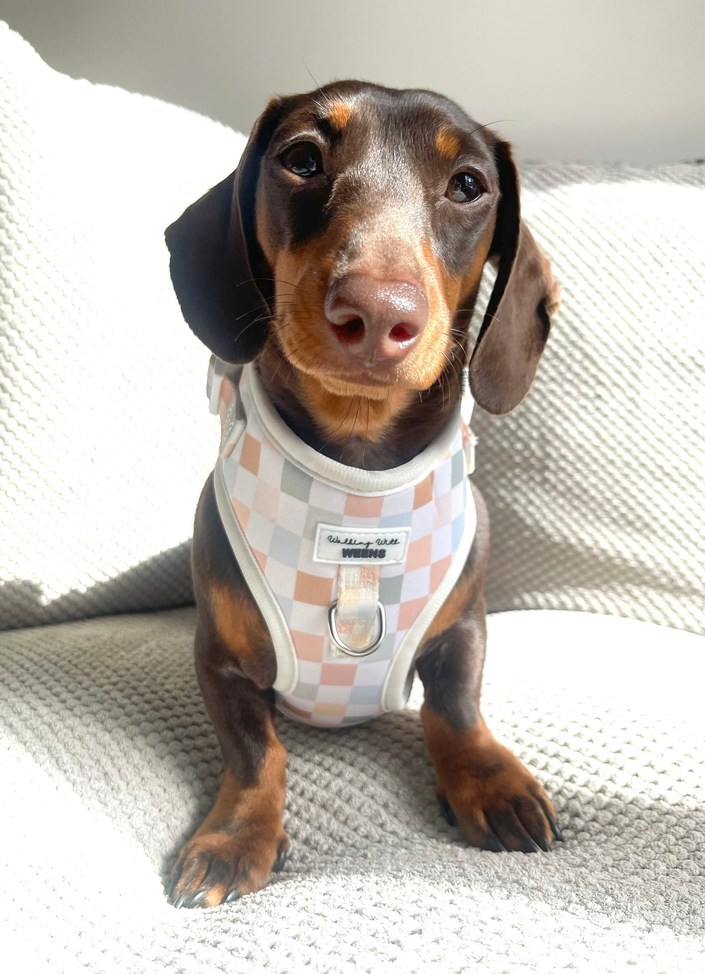 Pawfit In Check - Adjustable Harness