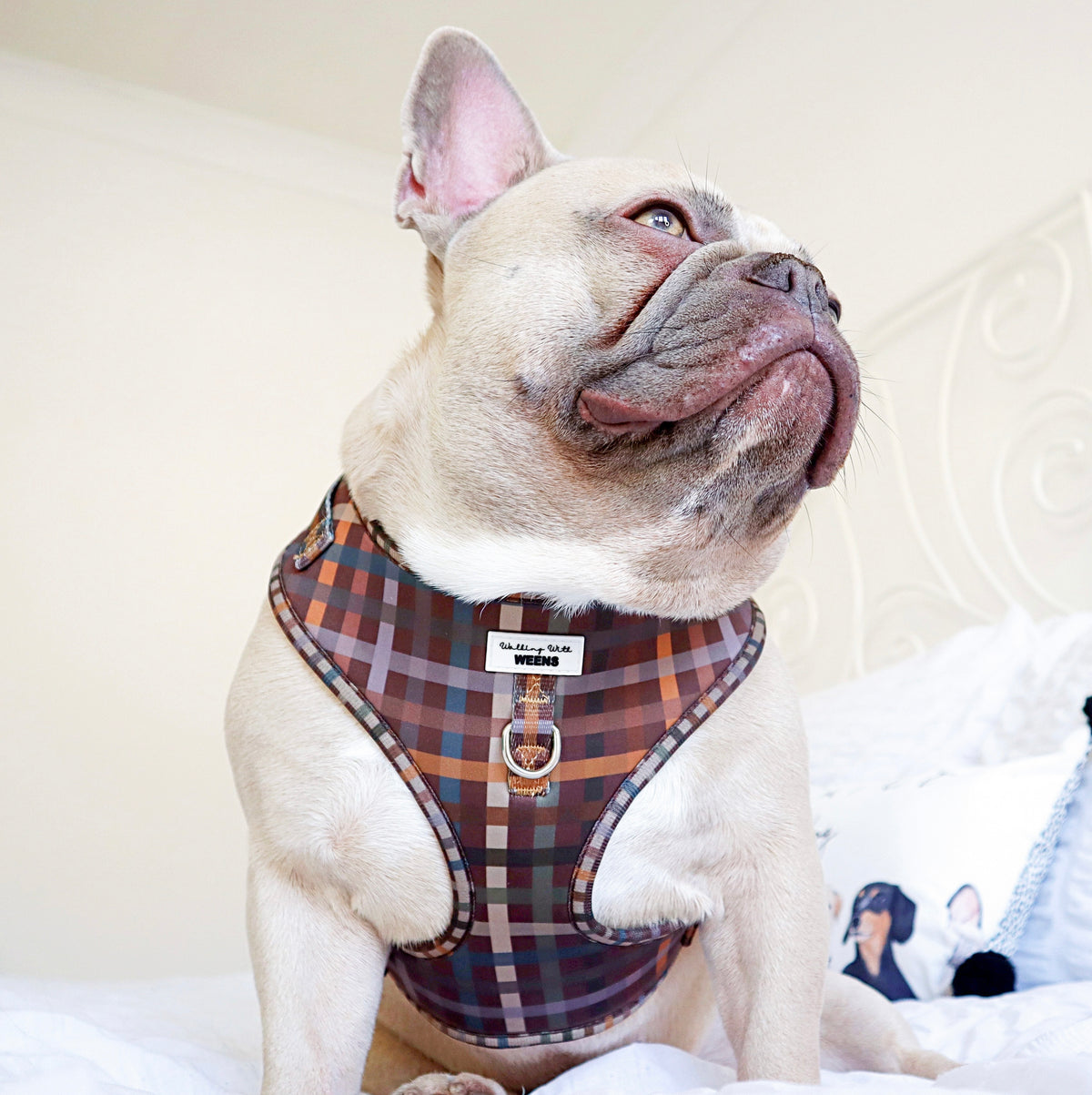 Paddington Plaid - Adjustable Harness