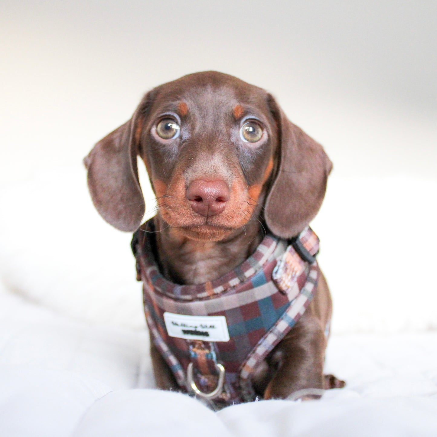 Paddington Plaid - Adjustable Harness