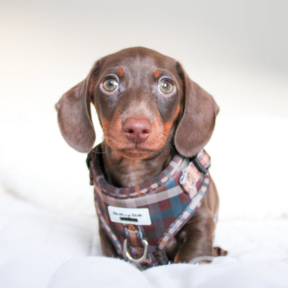 Paddington Plaid - Adjustable Harness
