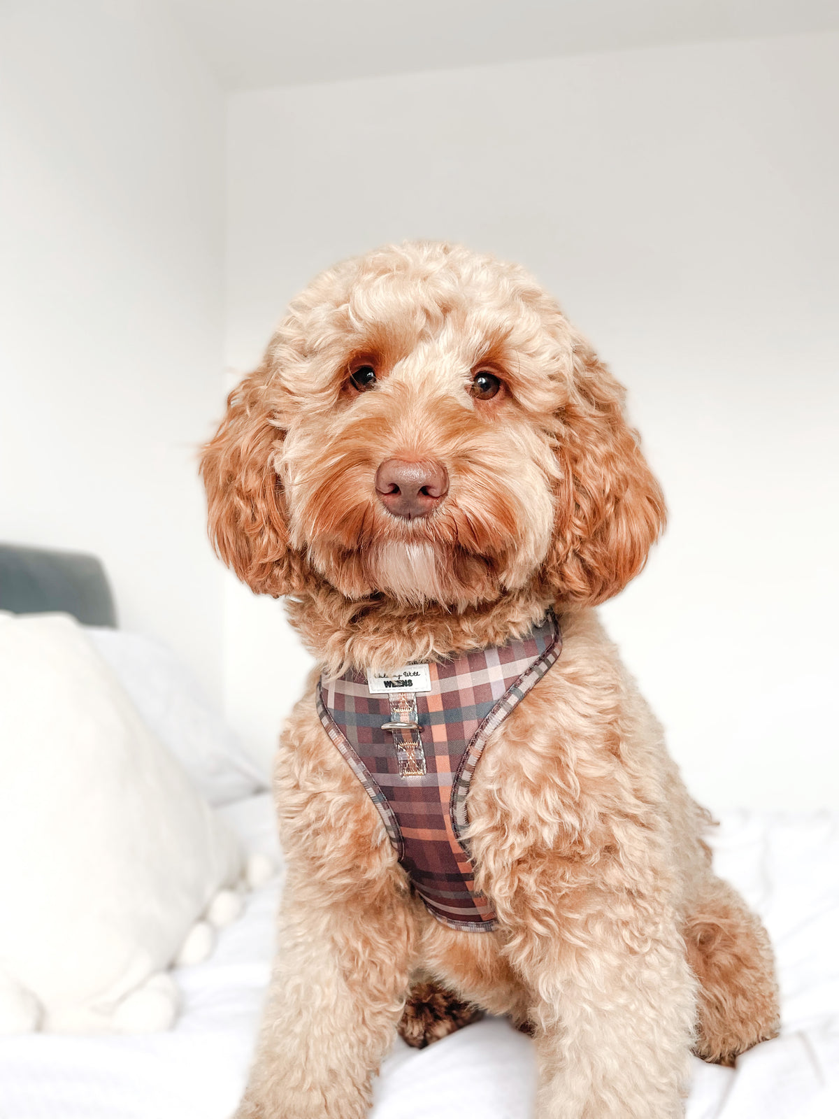 Paddington Plaid - Adjustable Harness