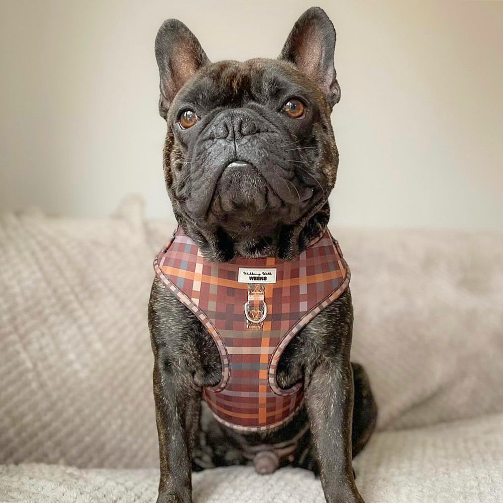 Paddington Plaid - Adjustable Harness