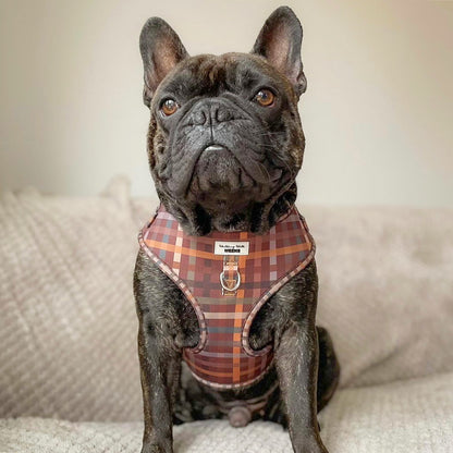Paddington Plaid - Adjustable Harness