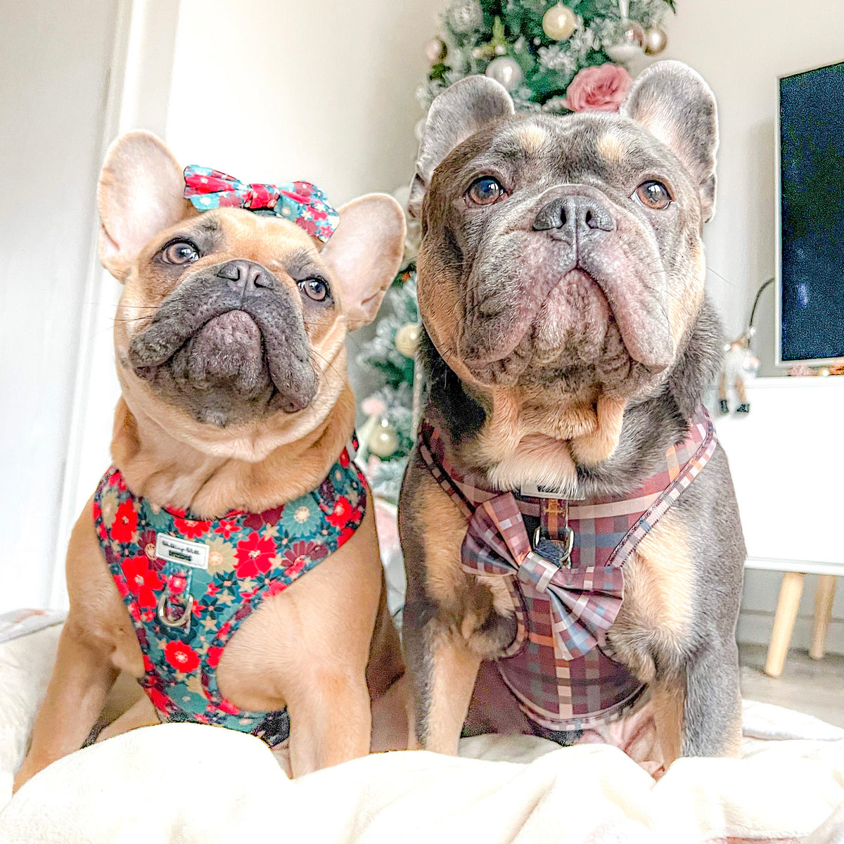 Paddington Plaid - Adjustable Harness
