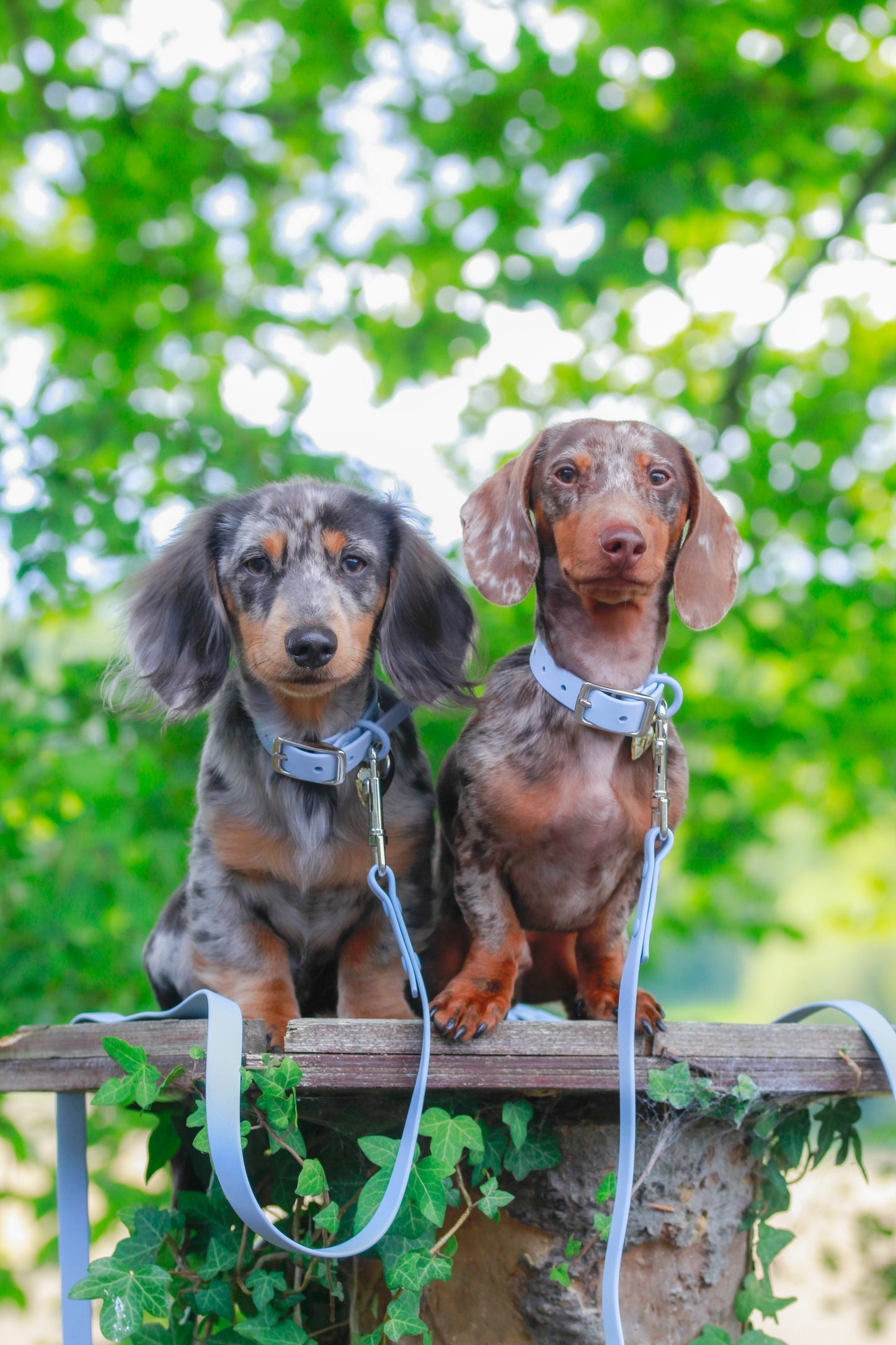 Waterproof Collar - Sky Blue