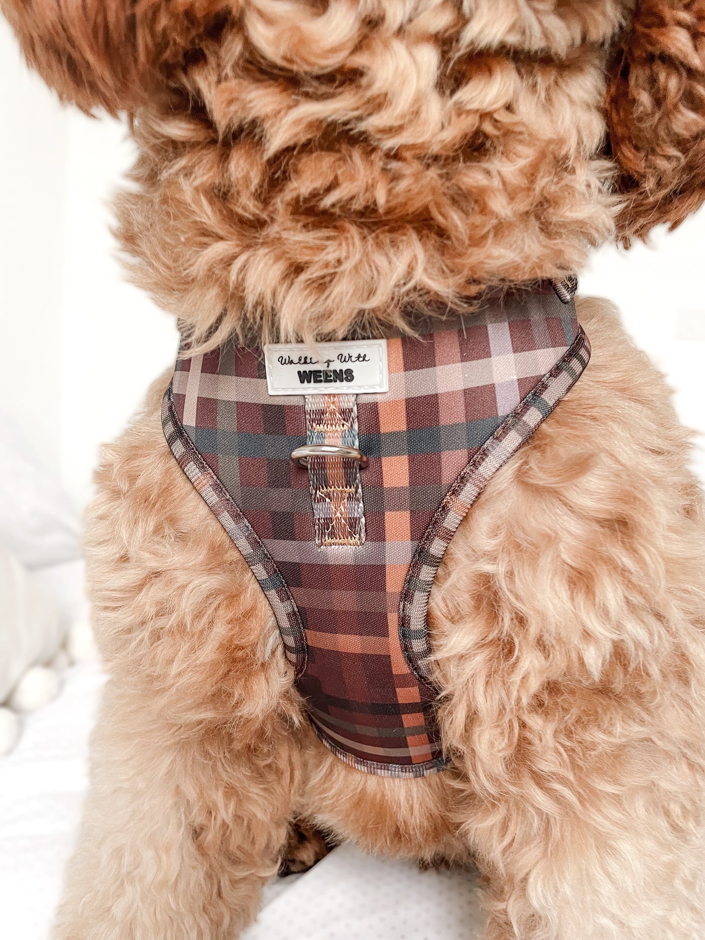 Paddington Plaid - Adjustable Harness